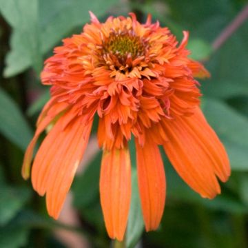 Echinacea purpurea Hot Papaya - Rode zonnehoed
