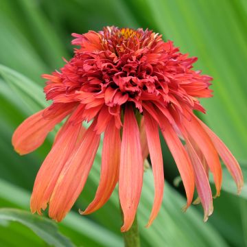 Echinacea purpurea Hot Papaya - Rode zonnehoed