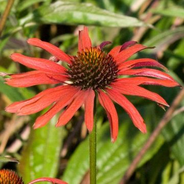 Echinacea purpurea Hot Summer - Rode zonnehoed