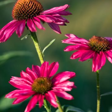 Echinacea purpurea Kismet Raspberry - Rode zonnehoed