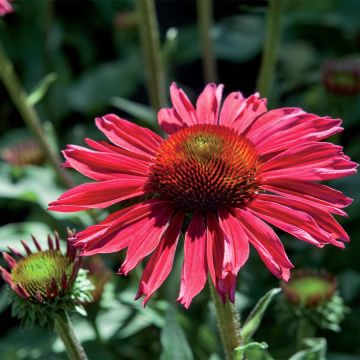 Echinacea purpurea Kismet Raspberry - Rode zonnehoed