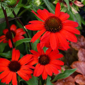 Echinacea purpurea Kismet Rood - Rode zonnehoed