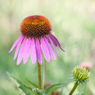 Echinacea purpurea Maxima - Rode zonnehoed