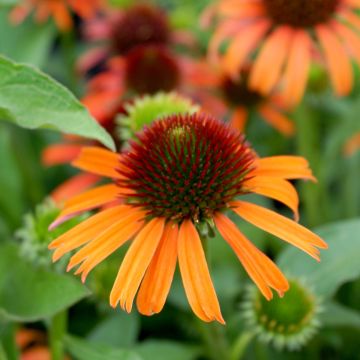 Echinacea purpurea Orange Skipper - Rode zonnehoed