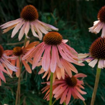 Echinacea purpurea Pacific Summer - Rode zonnehoed