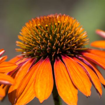 Echinacea Prima Ginger - Rode zonnehoed