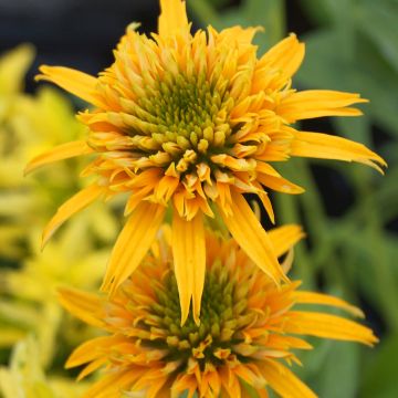 Echinacea Secret Glow - Rode zonnehoed