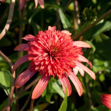 Echinacea Secret Passion - Rode zonnehoed