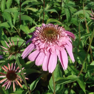 Echinacea Secret Romance - Rode zonnehoed