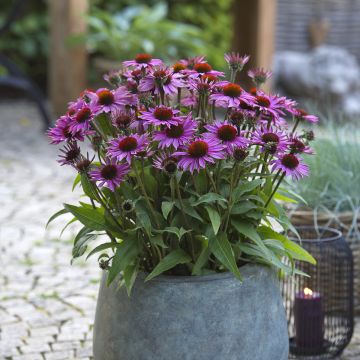 Echinacea purpurea Sun Magic Vintage Pink - Rode zonnehoed