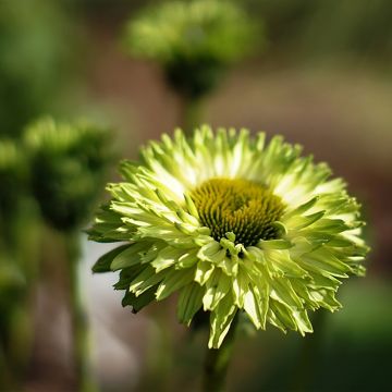 Echinacea SunSeekers Apple Green - Rode zonnehoed