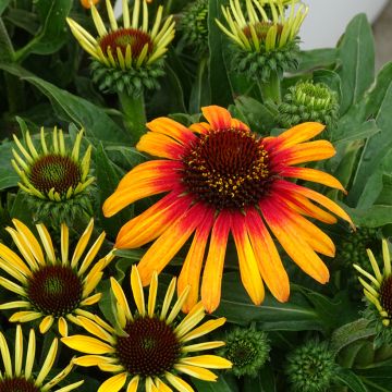 Echinacea Sunseekers Tequila Sunrise - Rode zonnehoed