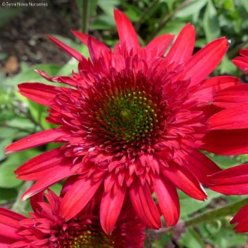 Echinacea purpurea Sunny Days Ruby - Rode zonnehoed