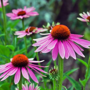 Echinacea angustifolia - Smalbladige zonnehoed