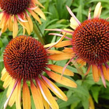 Echinacea purpurea Funky Yellow - Rode zonnehoed