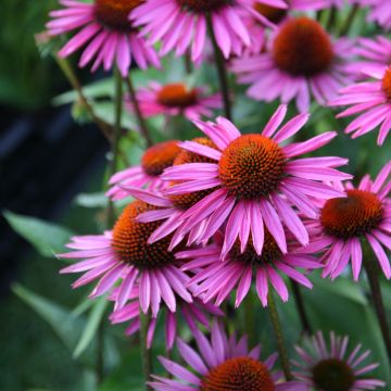 Echinacea purpurea Pica Bella - Rode zonnehoed