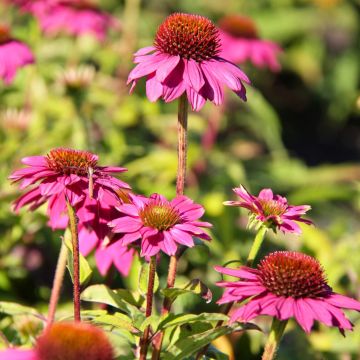 Echinacea purpurea Pow Wow Wild Berry - Rode zonnehoed