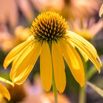Echinacea purpurea Summer Breeze - Rode zonnehoed
