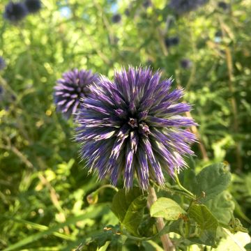 Echinops bannaticus Blue Glow - Kogeldistel