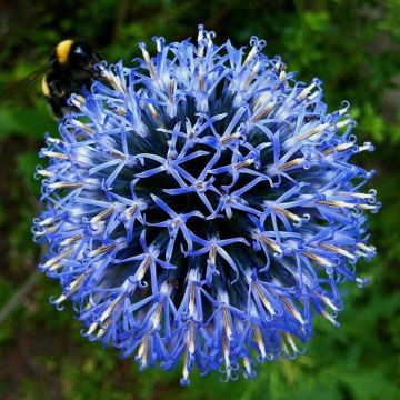 Echinops bannaticus Taplow Blue - Kogeldistel