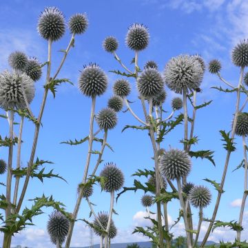 Echinops bannaticus Blue Globe - Kogeldistel