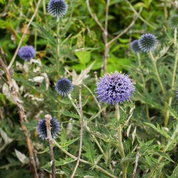Echinops ritro Veitch's Blue - Kogeldistel