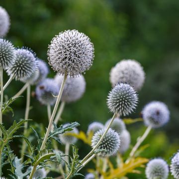 Echinops sphaerocephalus - Beklierde kogeldistel