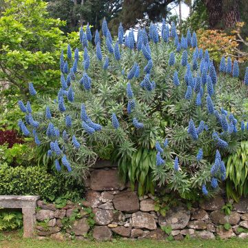 Echium candicans - Trots van Madeira