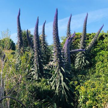 Echium pininana (zaad) - Trots van Madeira