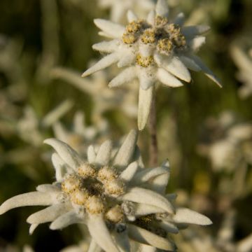 Leontopodium alpinum - Edelweiss