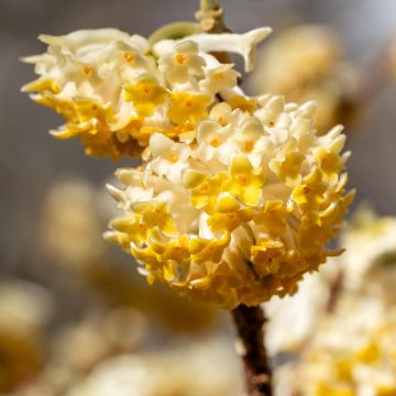 Edgeworthia chrysantha Grandiflora - Papierstruik
