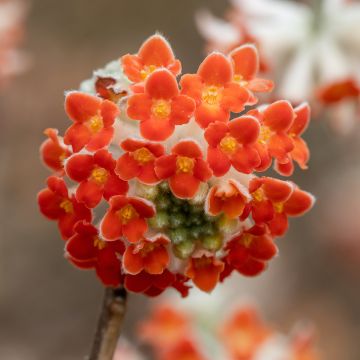 Edgeworthia chrysantha Red Dragon Akebono - Papierstruik