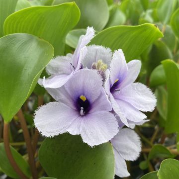 Eichhornia azurea - Waterhyacint