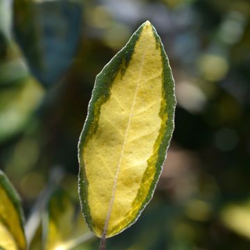 Elaeagnus ebbingei Limelight - Olijfwilg
