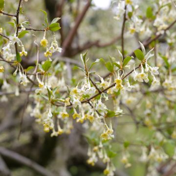 Elaeagnus multiflora - Japanse olijfwilg