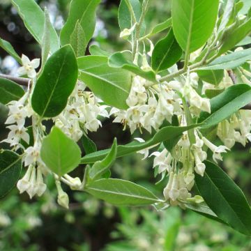 Elaeagnus umbellata - Olijfwilg