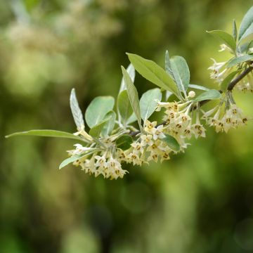 Elaeagnus umbellata - Olijfwilg