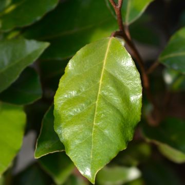 Elaeagnus ebbingei Crispy - Olijfwilg