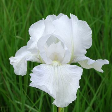 Iris germanica Immortality - Baardiris