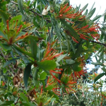 Embothrium coccineum - Chileense vuurstruik