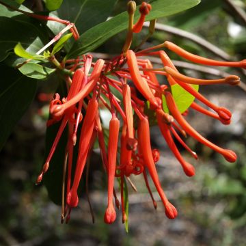Embothrium coccineum Lanceolatum - Chileense vuurstruik