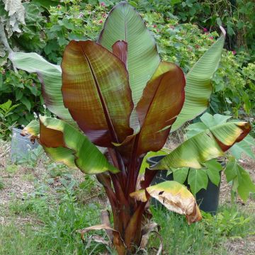 Ensete ventricosum Maurelii - Ethiopische banaan