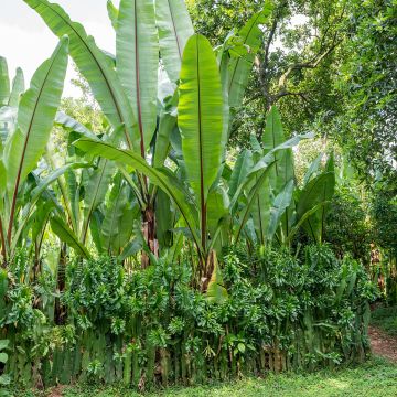 Ensete ventricosum Large Seed - Ethiopische banaan