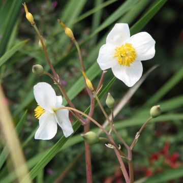 Sneeuwpapaver - Eomecon chionantha