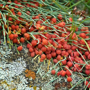 Ephedra minima - Knoopspar