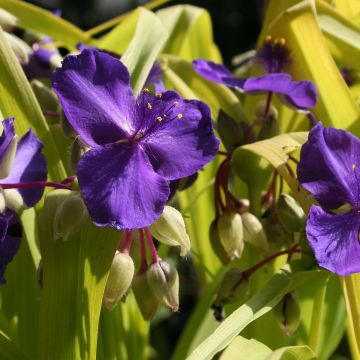 Tradescantia andersoniana Blue and Gold - Eendagsbloem