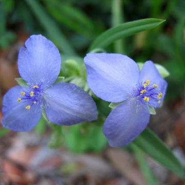 Tradescantia andersoniana Ocean Blue - Eendagsbloem