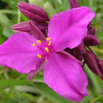 Tradescantia andersoniana Red Grape - Eendagsbloem