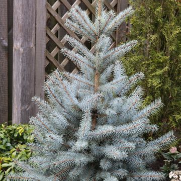 Picea pungens Edith - Blauwe spar