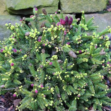 Picea abies Pusch - Fijnspar